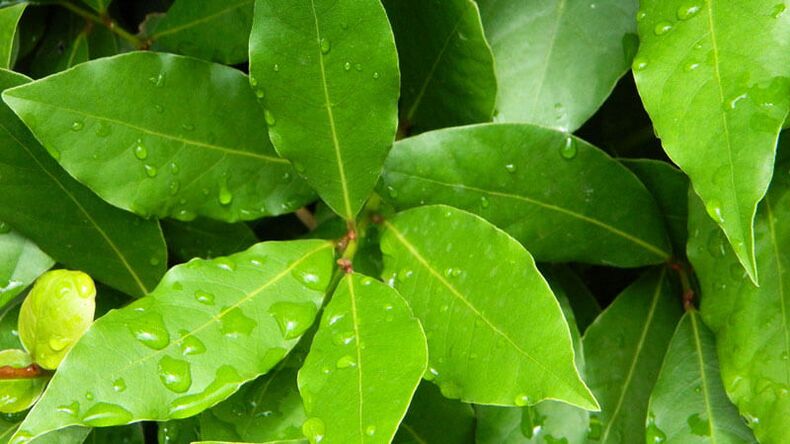 Bay leaf, essential for treating diabetes